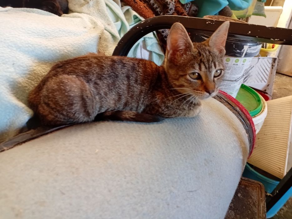 Para adoção gatinhos