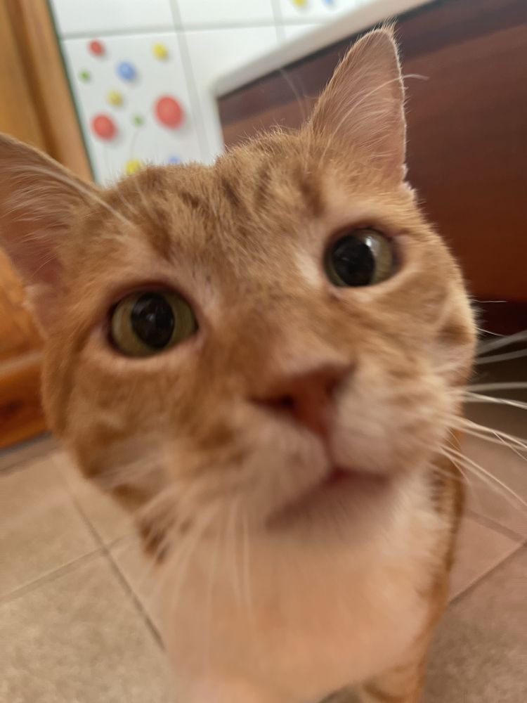 Zeus- to taki Garfield tylko, że z Grecji