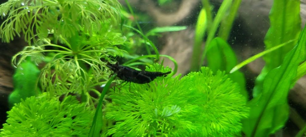 Varios Camarões Neocaridina cores, lote 20