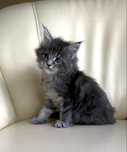 Piękna kotka maine coon