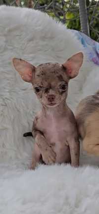 Chihuahua chłopczyk Cekin
