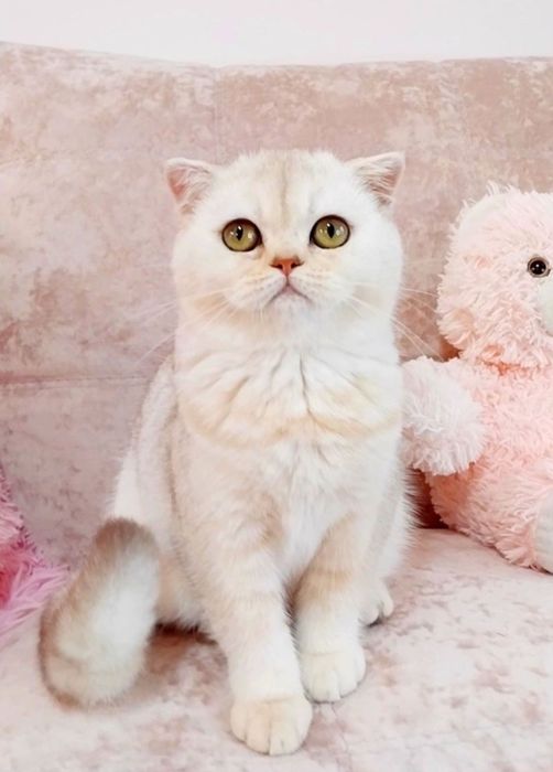 Неймовірно лагідна і ніжна дівчинка красунечка