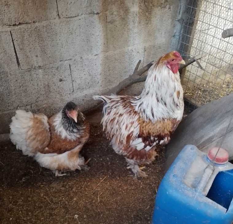 Galinhas varias raças, cede-se pintos