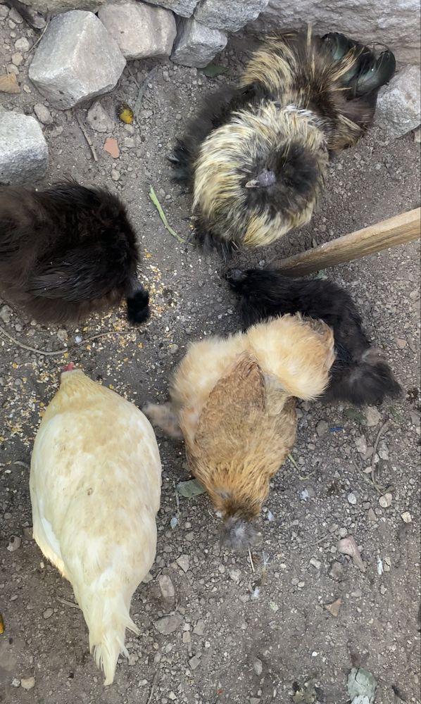 Troco sedosas por caturras