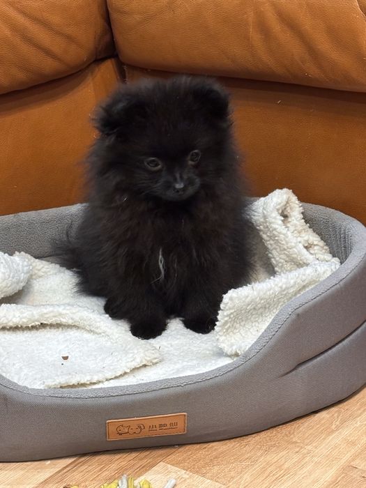 Pomeranian, szpic miniaturowy, urocza dama