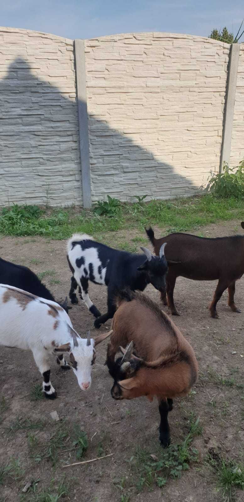 Kózka miniaturka koziołek karłowaty koza