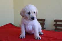 Labrador Retriever Fêmea filha de campeão de beleza