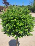 Ostrokrzew ilex crenata, zimozielony WYSYŁKA