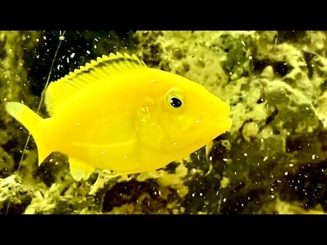 Лабидохромисы, аулонокары,анциструсы, северум, сапфировые попугайчики