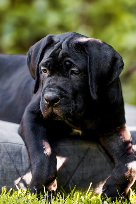 Породні цуценята  Кане Корсо (Cane Corso Italiano)