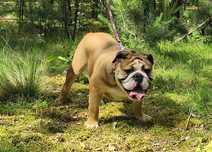 Buldog angielski sunia FCI ZKwP