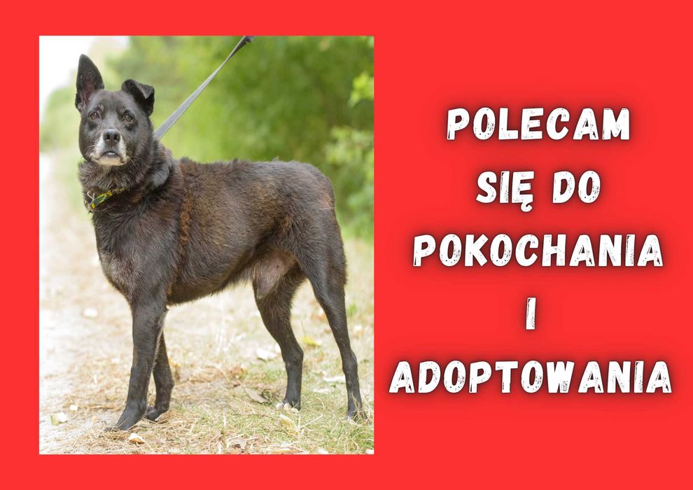 ARDOS - marzy o nowym domu i rodzinie :)