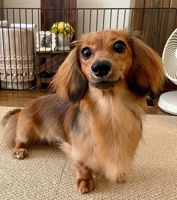 Таксята довгошерстні руді