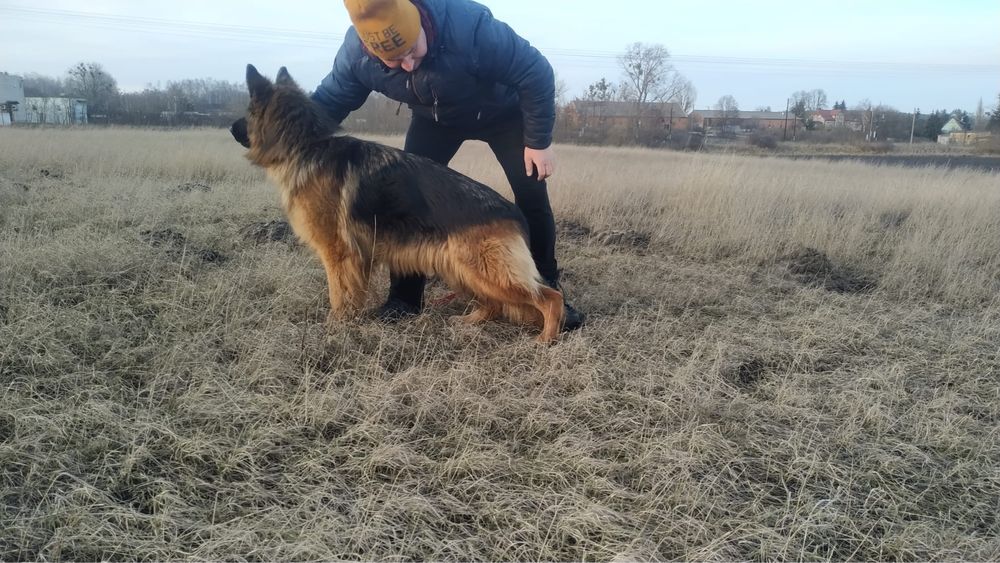 Owczarek niemiecki piesek szczeniak dlugowlosy