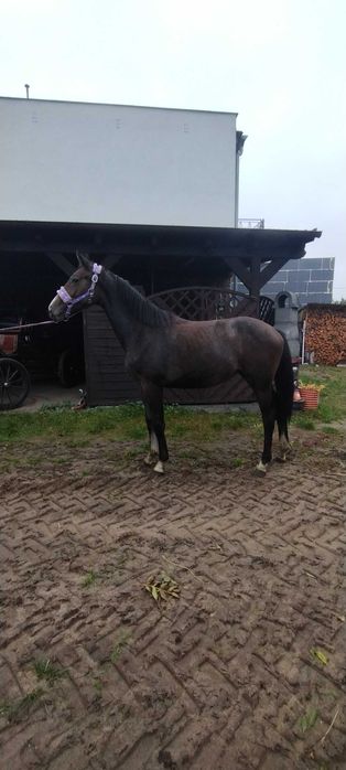 Klaczka sp z księgą główną