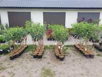 Hortensja  na pniu