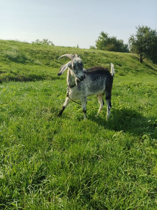 В'язка кіз козликом Акція!!! 1-700 3-600