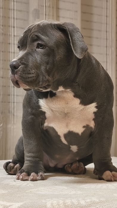 American Bully menina