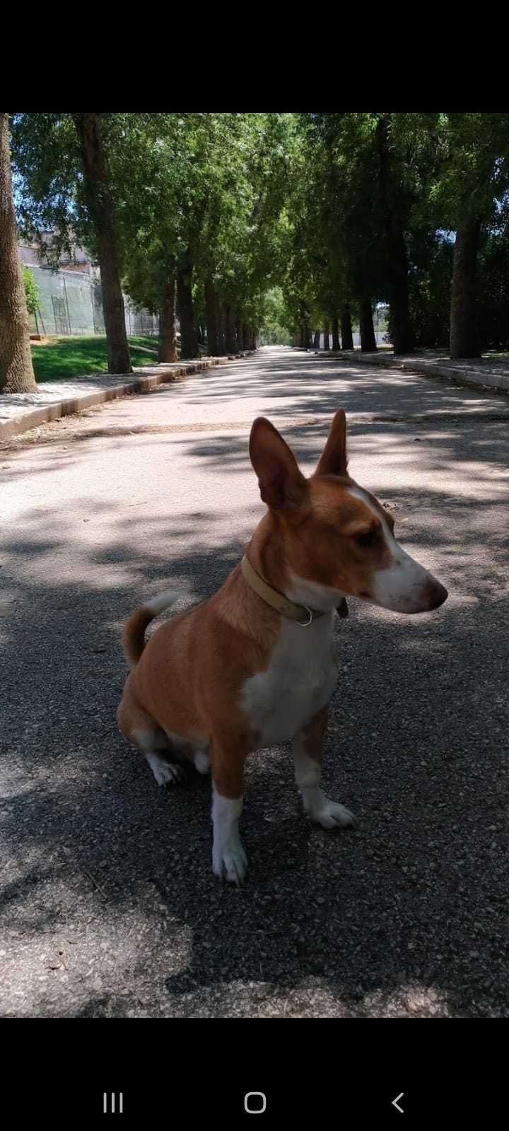 Cão para adopção