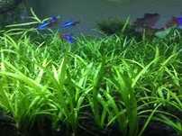 Strzałka Skrzydlata (Sagittaria Subulata) Roślina Akwariowa Akwarium
