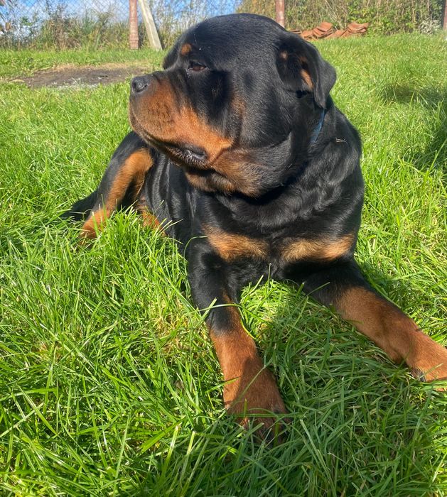 Rottweiler do oddania