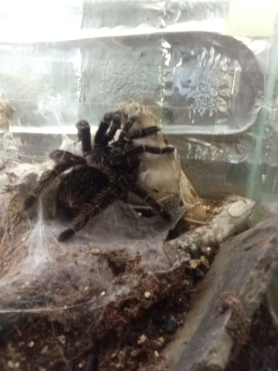 Lasiodora parychybana