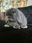 Mini lop króliki karzełki