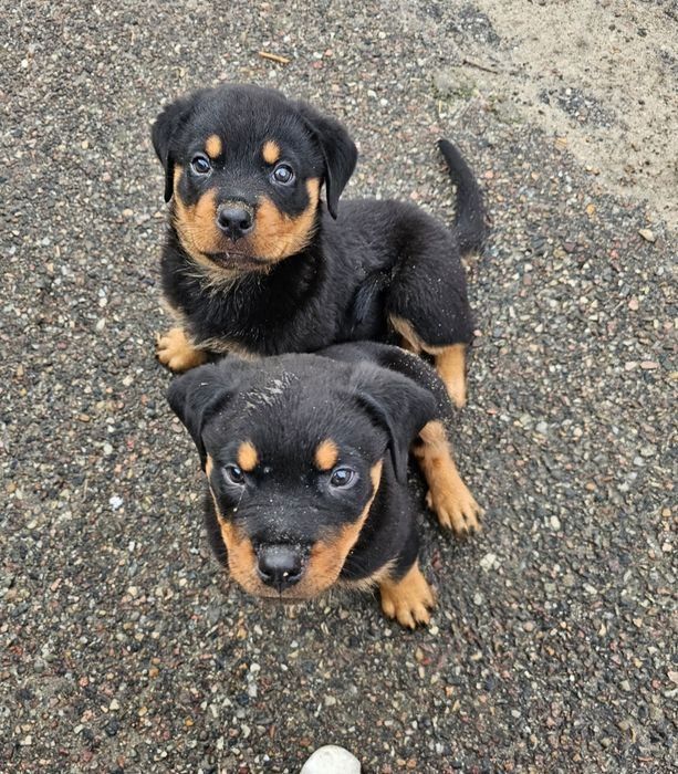 4 miesiące szczeniaczek