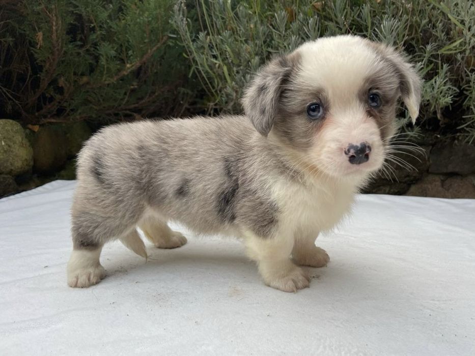 Welsh Corgi Cardigan - sunia