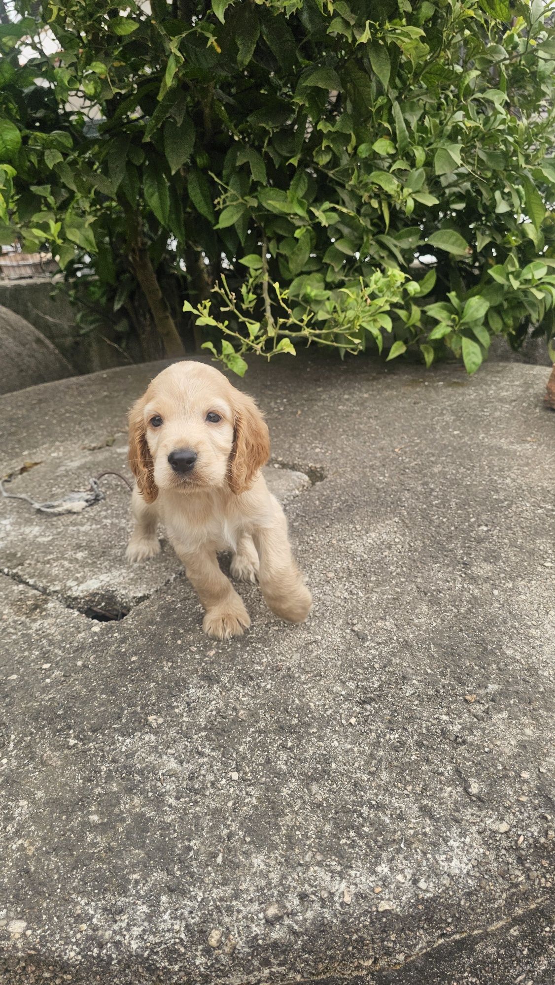 Cocker spaniel dourado