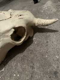 Dekoracja bizon odlew gips czaszka skull dziki zachod krowa rogacz