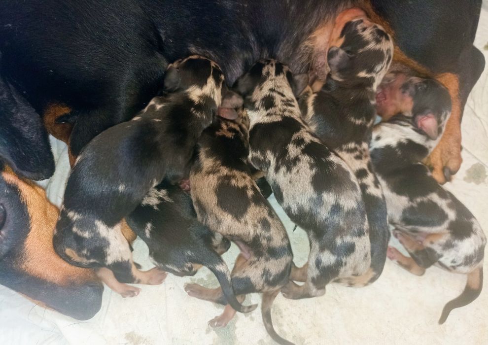 Таксята мерле карликові