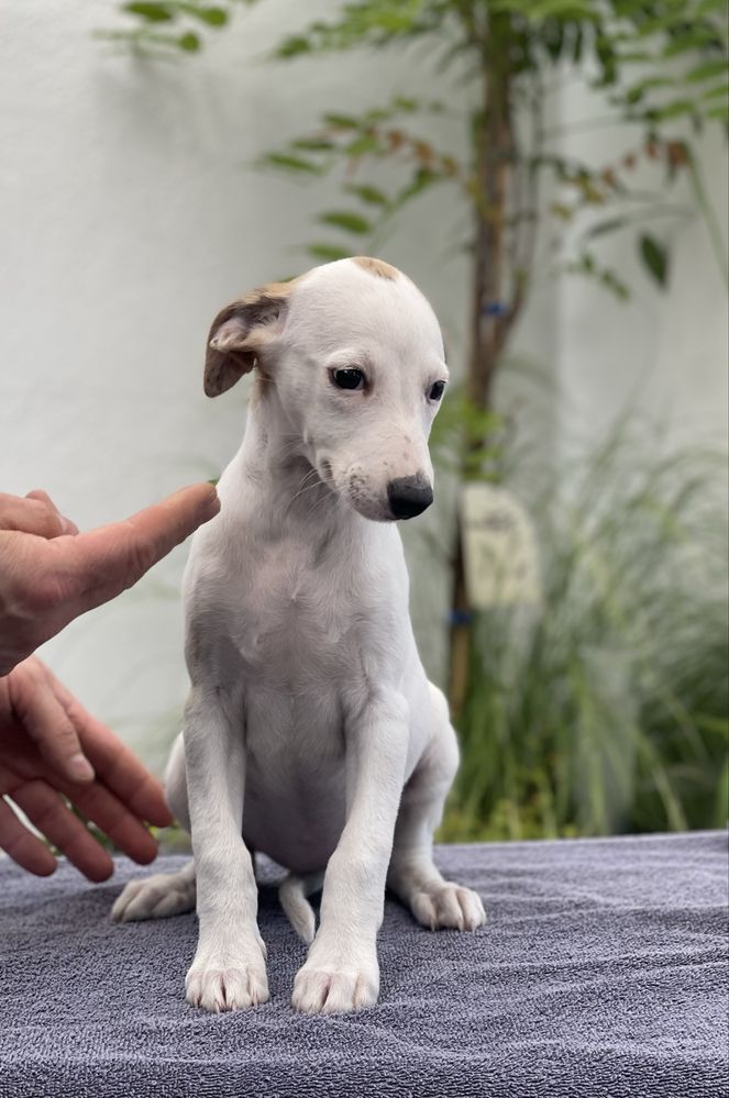 Whippet suczka gotowa do odbioru Revirado FCI ZKwP