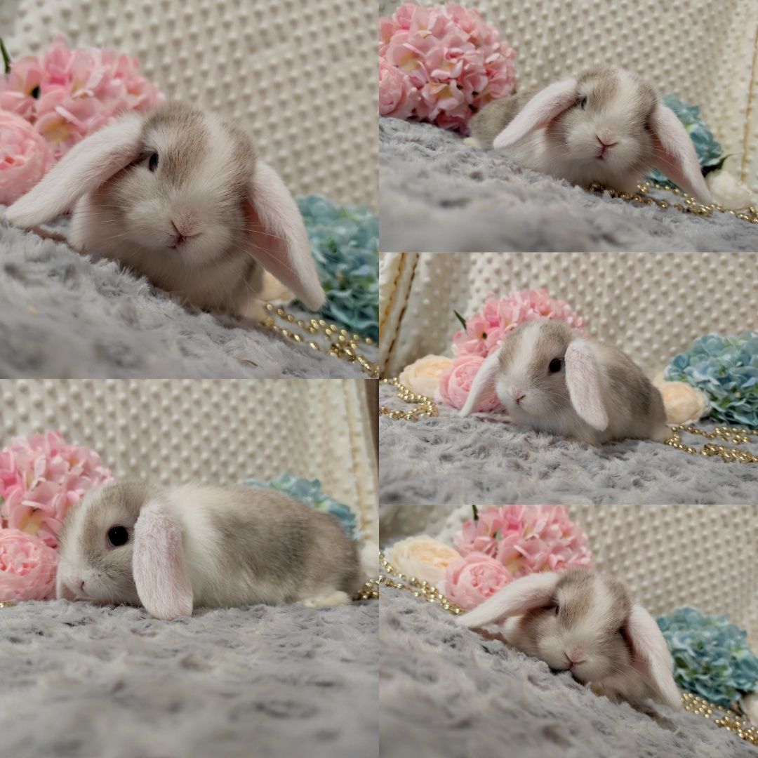 Śliczne Króliczki Mini Lop Czystej Rasy z WYPRAWKĄ I KSIĄŻECZKĄ