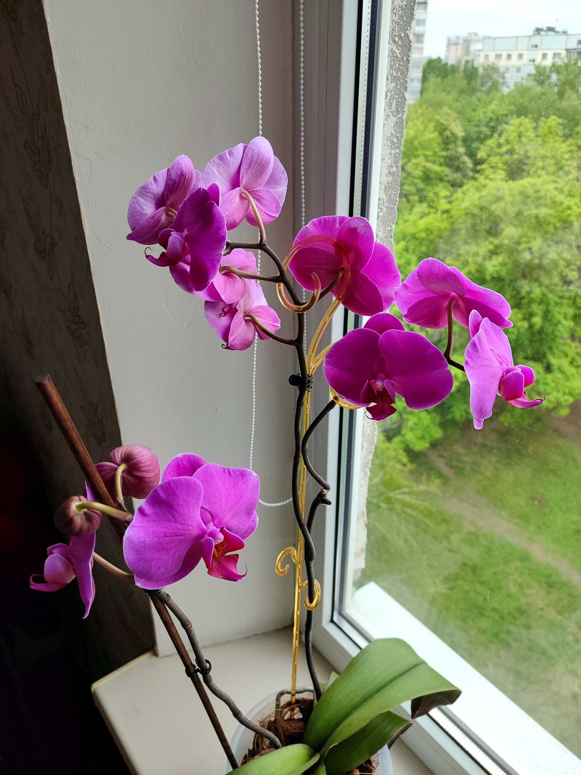 2 цветоноса Розовая КОРОЛЕВСКАЯ Огромная Цветет Орхидея Фаленопсис