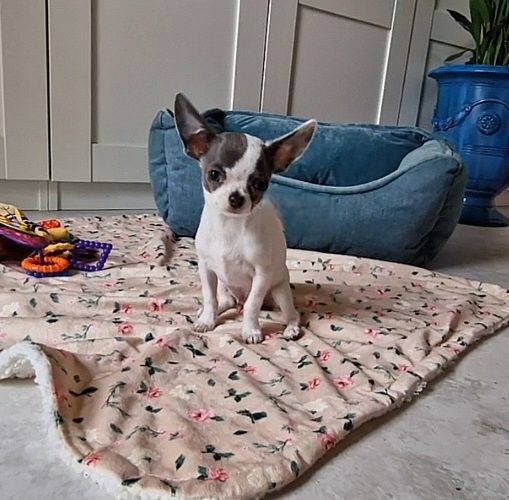 Chihuahua FCI ZKwP