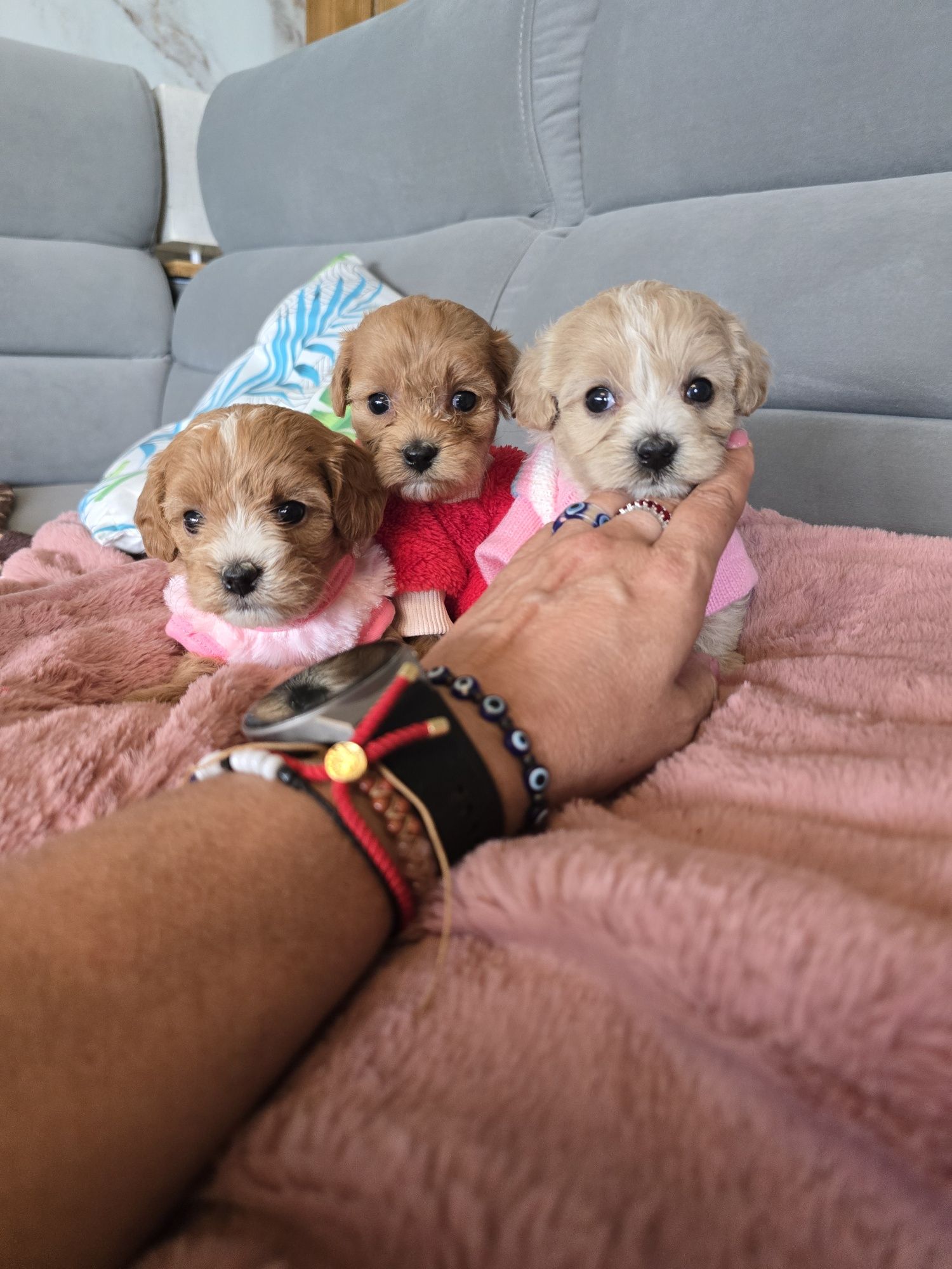 Maltipoo sunia śliczna