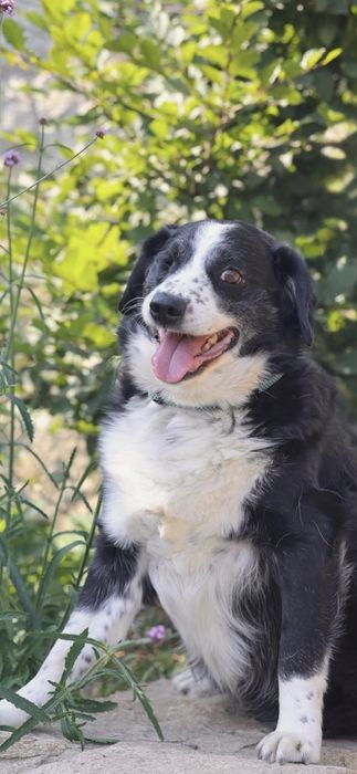 Miły towarzyski kawaler do adopcji