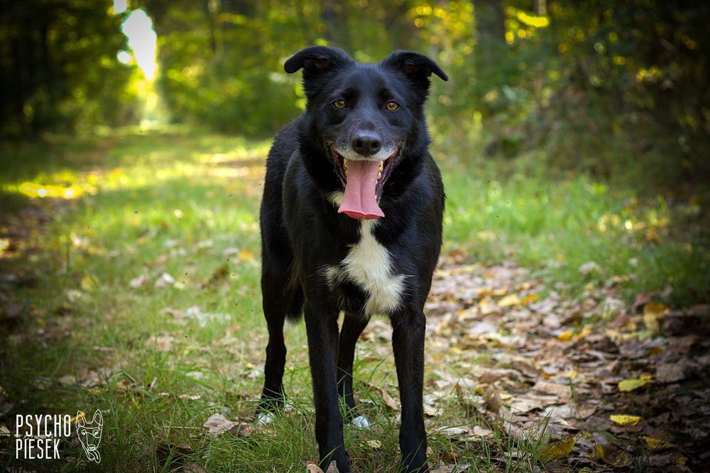 Kochany, wesoły i przyjacielski Bond szuka domu!