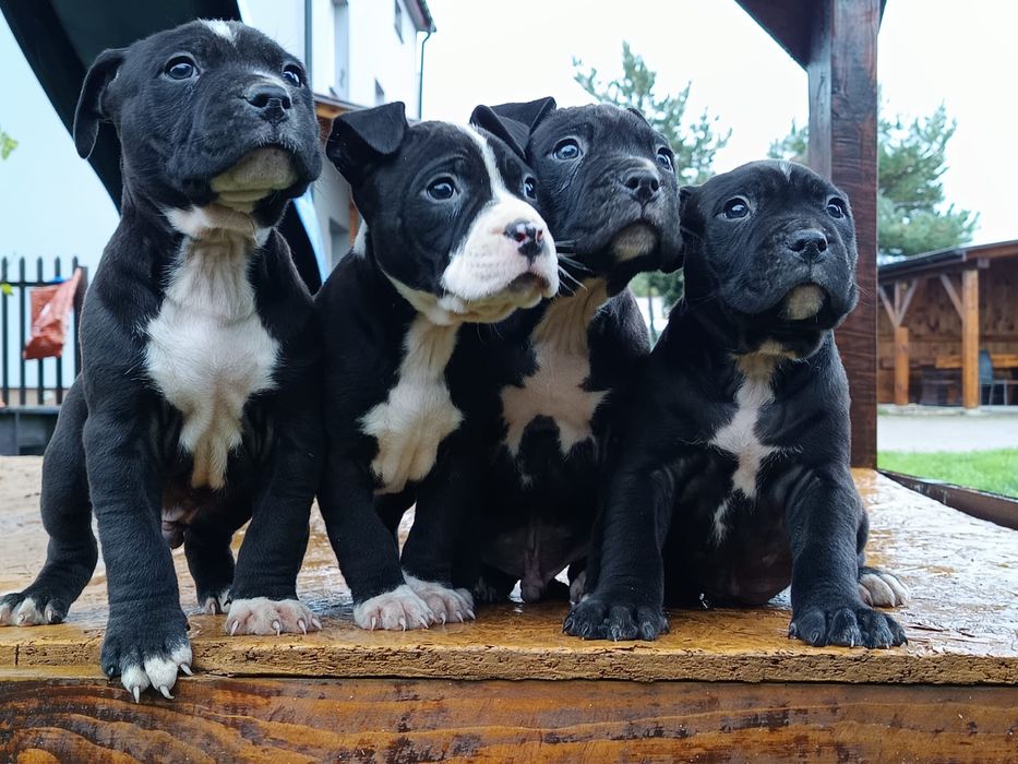 Amstaff Chłopiec Amstaf