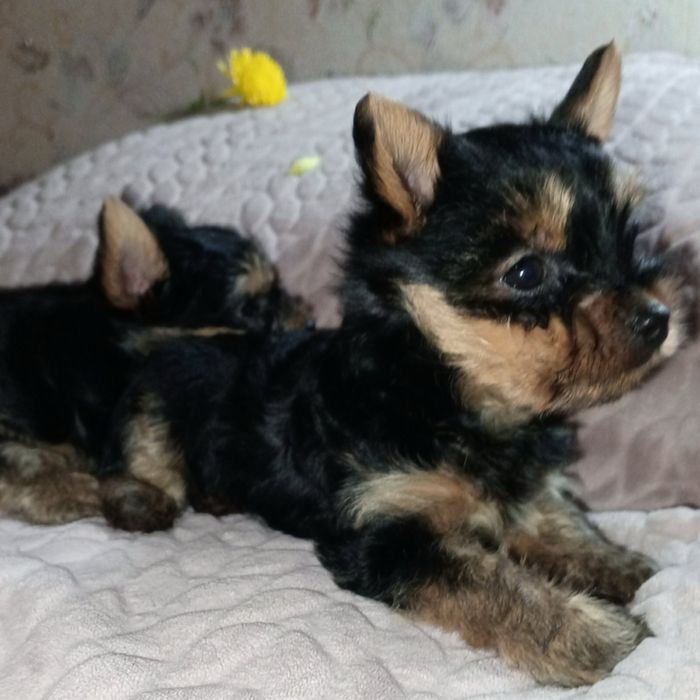 Щенки йоркширського тер'єра, Запоріжжя!