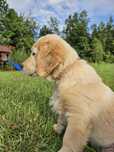 Szczeniak golden retriever