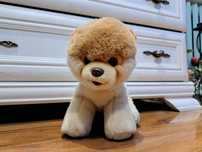 Pluszak Pomeranian Gund Bo