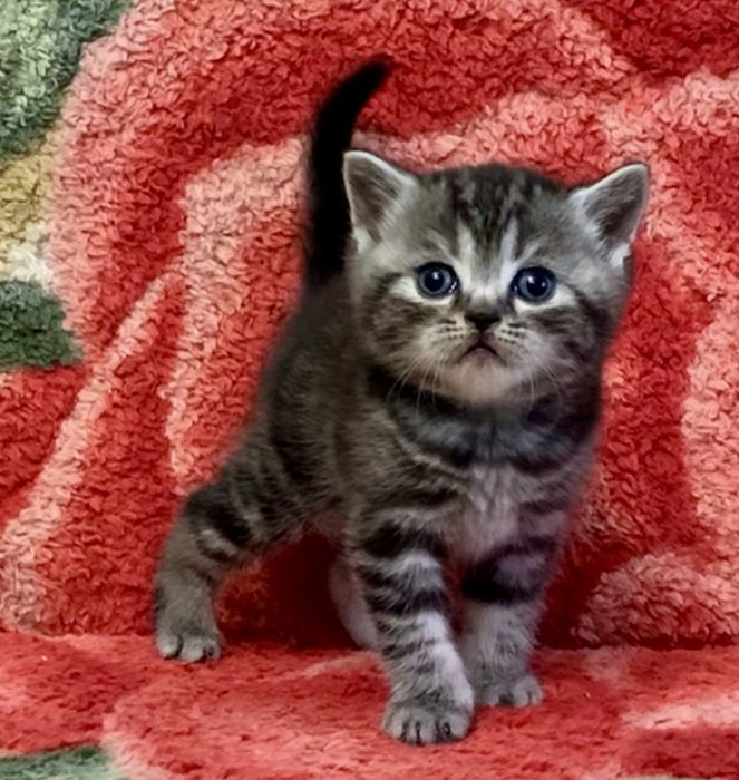 Шотландский страйт котик