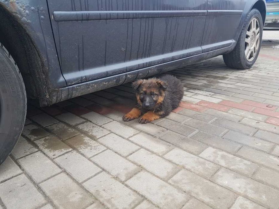 Owczarki niemieckie szczeniaki