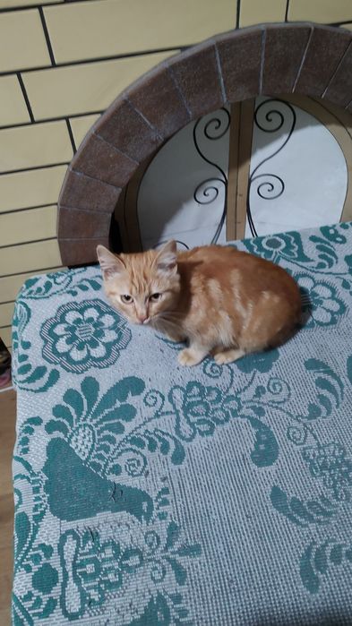 Рыжий котенок в добрые руки