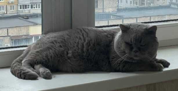 Шотландский прямоухий кот приглашает на вязку