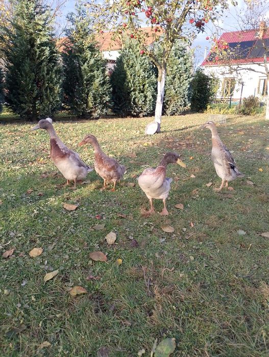 Kaczki i kaczory biegusy