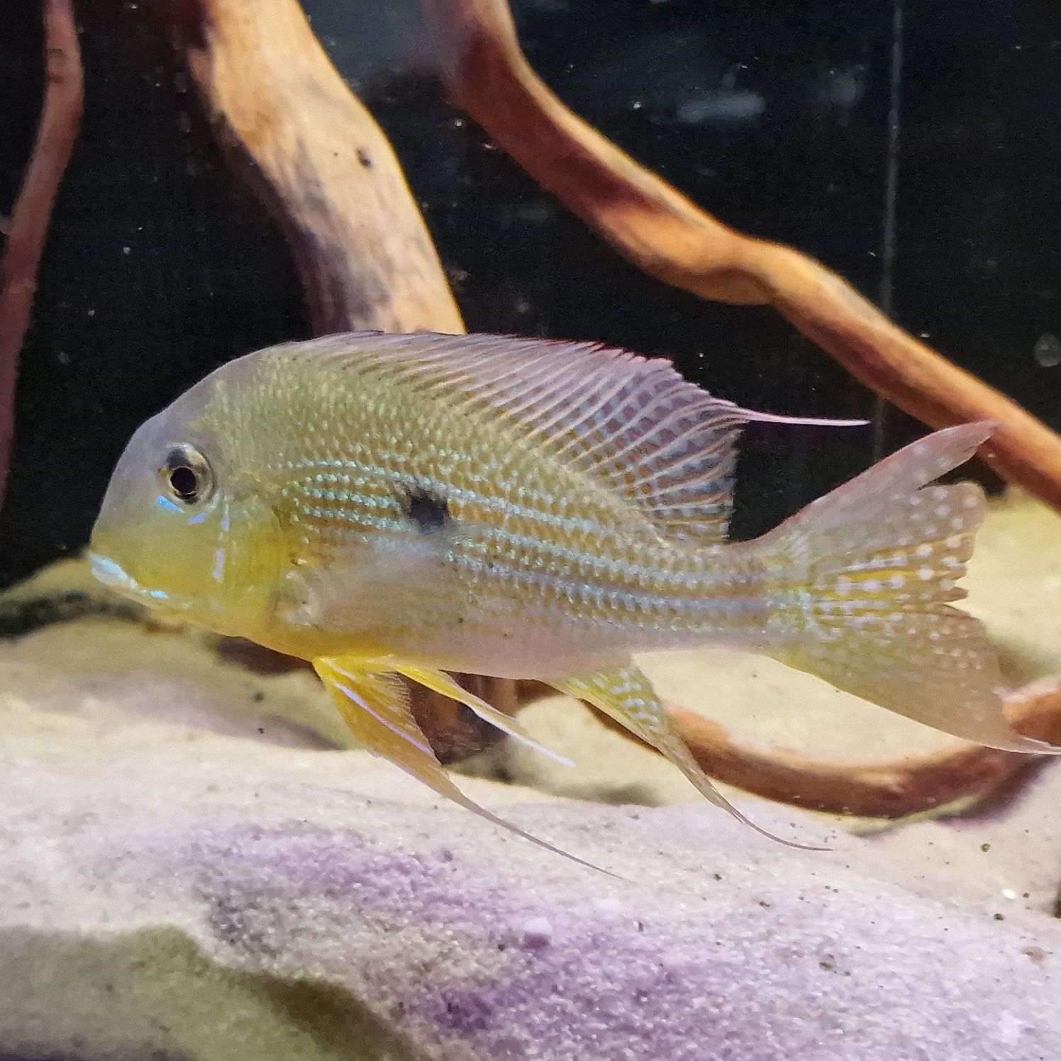 JEDYNE TAKIE W POLSCE, dobrana para Ziemiojad geophagus neambi dziki