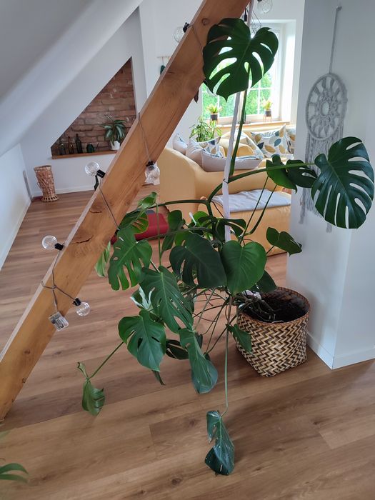 Piękna, zdrowa, duża Monstera